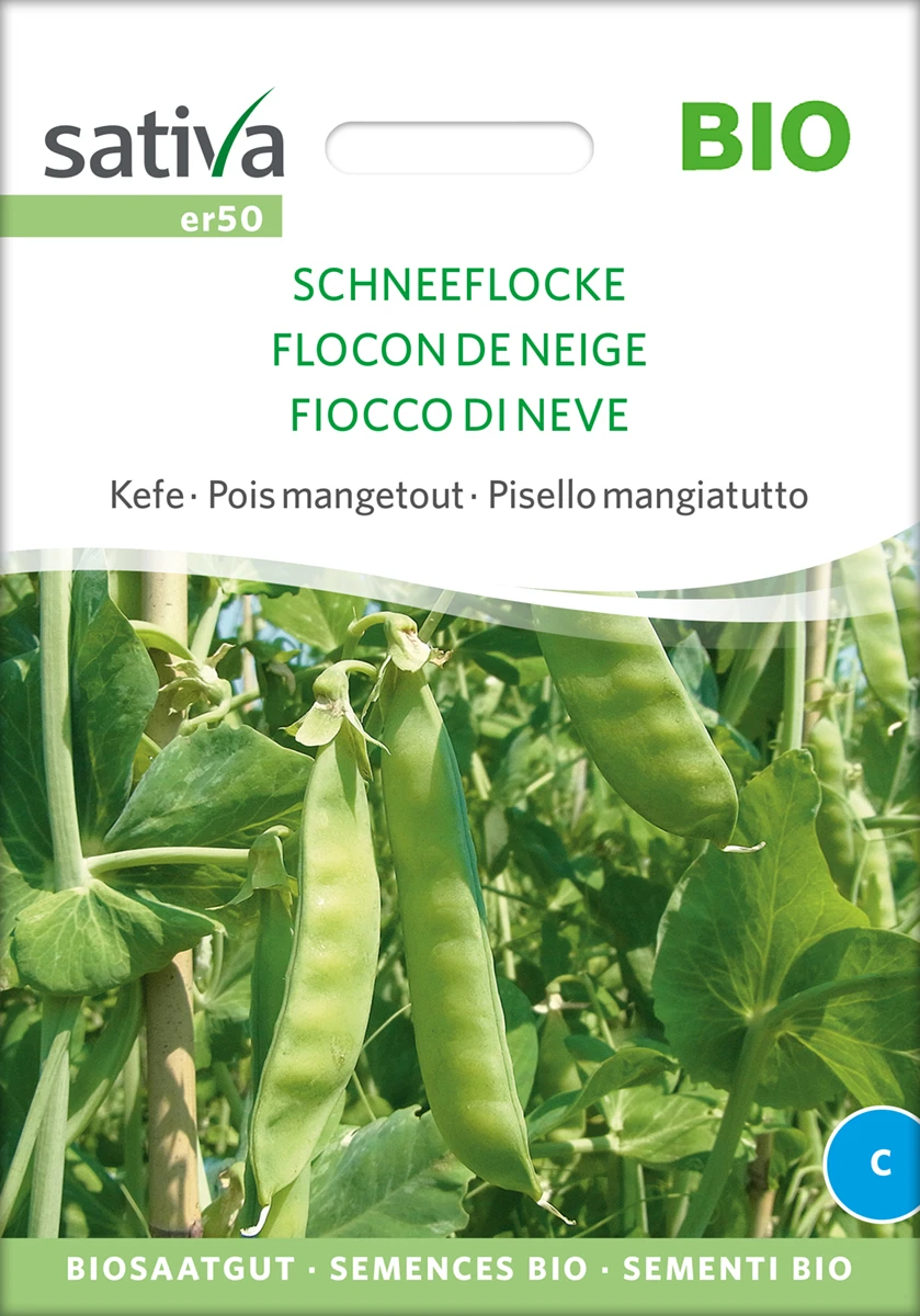 Zuckererbse Schneeflocke | BIO Zuckererbsensamen Von Sativa Rheinau 4 Zuckererbse Schneeflocke | BIO Zuckererbsensamen Von Sativa Rheinau – Bild 2