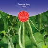 Feuerbohne Emergo| BIO Bohnensamen Von De Bolster [MHD 12/2023] -Geschäft Für Pflanzensamenbedarf 534887 BIO Feuerbohne Emergo 11200 db 0