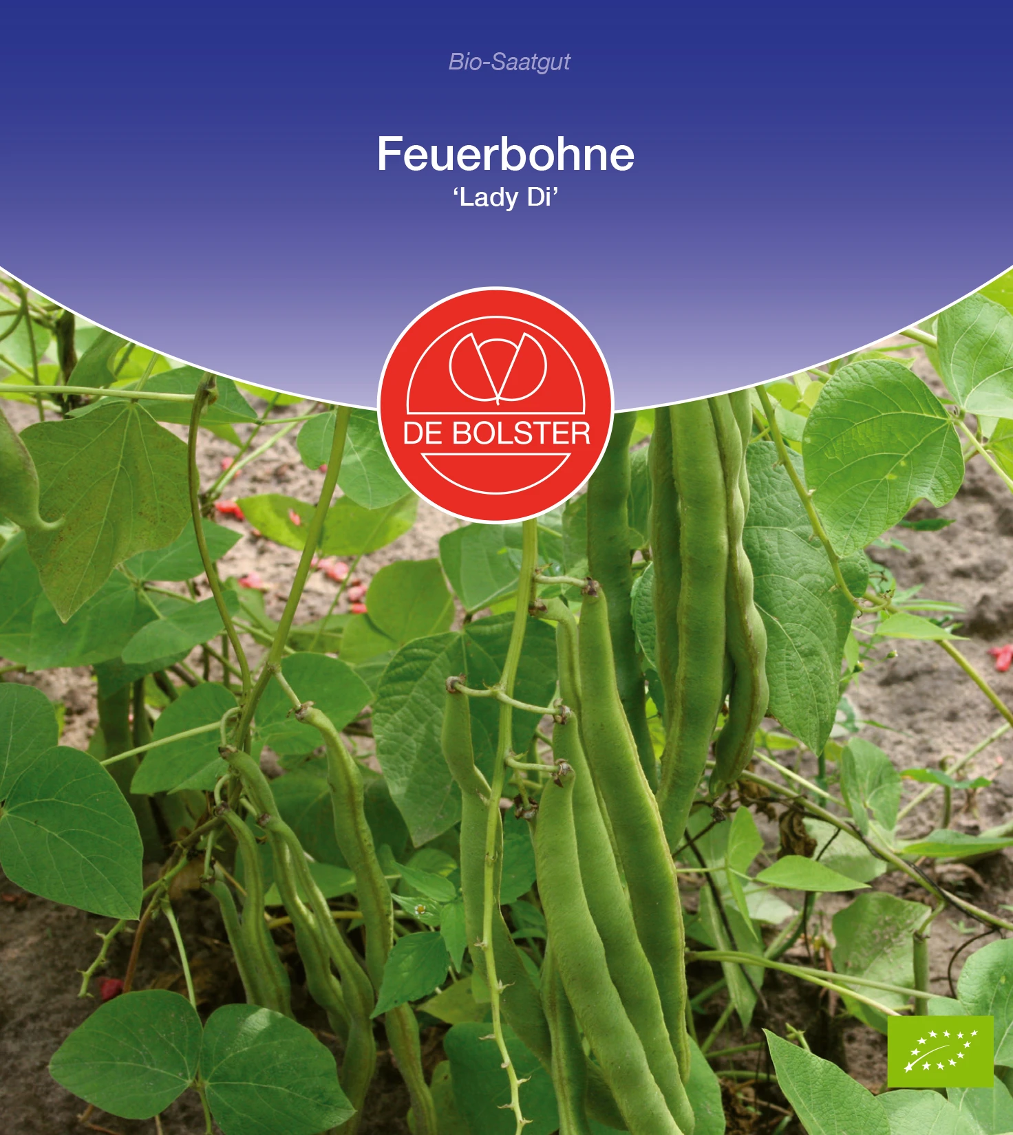 Feuerbohne Lady Di | BIO Bohnensamen Von De Bolster 4 Feuerbohne Lady Di | BIO Bohnensamen Von De Bolster – Bild 2