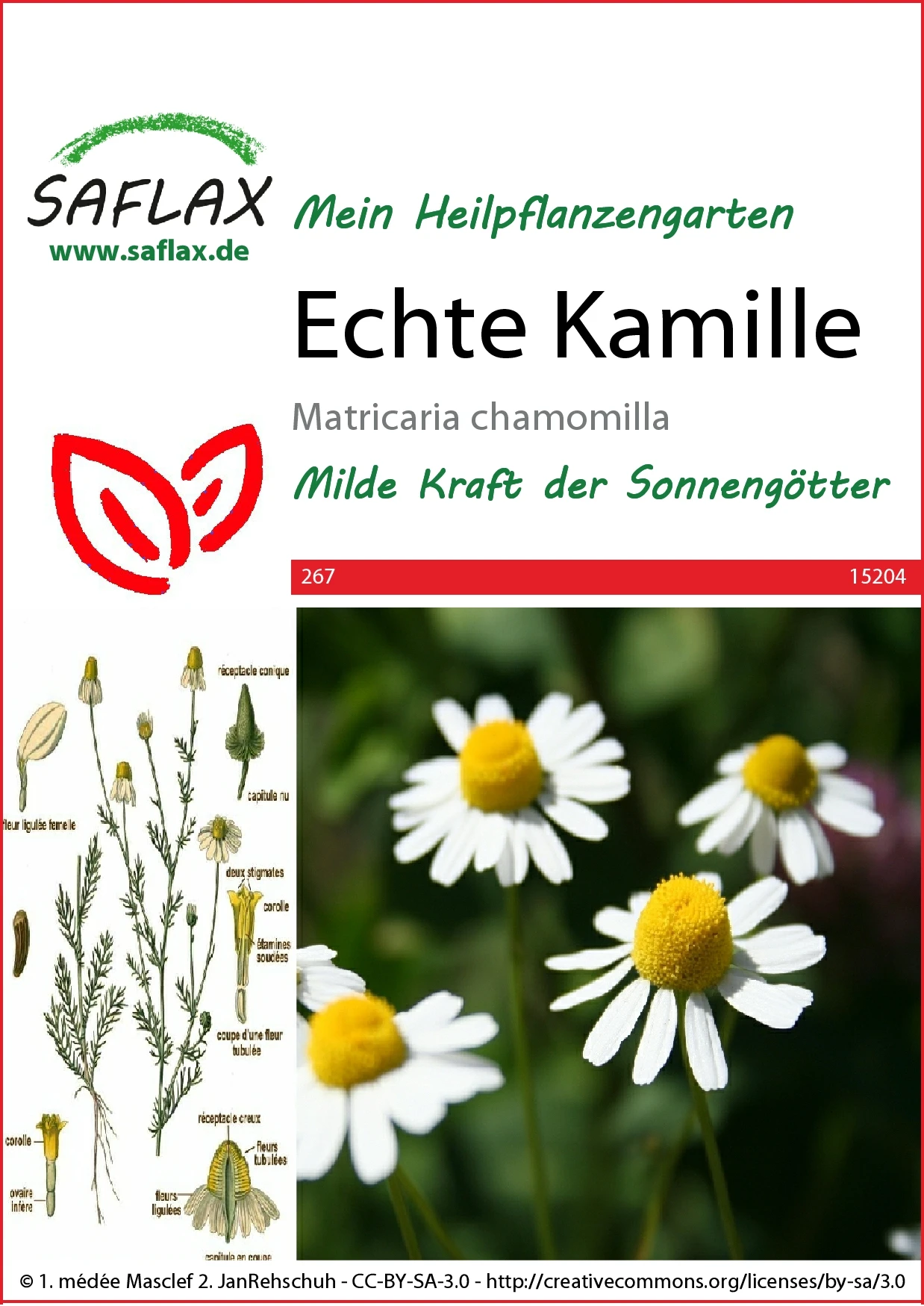 Echte Kamille | Kamillesamen Von Saflax 4 Echte Kamille | Kamillesamen Von Saflax – Bild 2