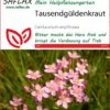 Tausendgüldenkraut | Heilpflanzensamen Von Saflax -Geschäft Für Pflanzensamenbedarf 535660 Tausendgueldenkraut 15212 sa 0