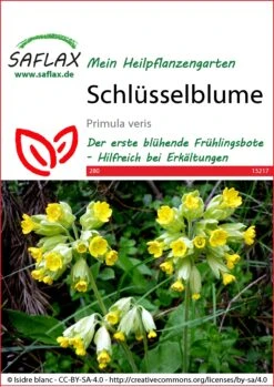 Schlüsselblume | Heilpflanzensamen Von Saflax