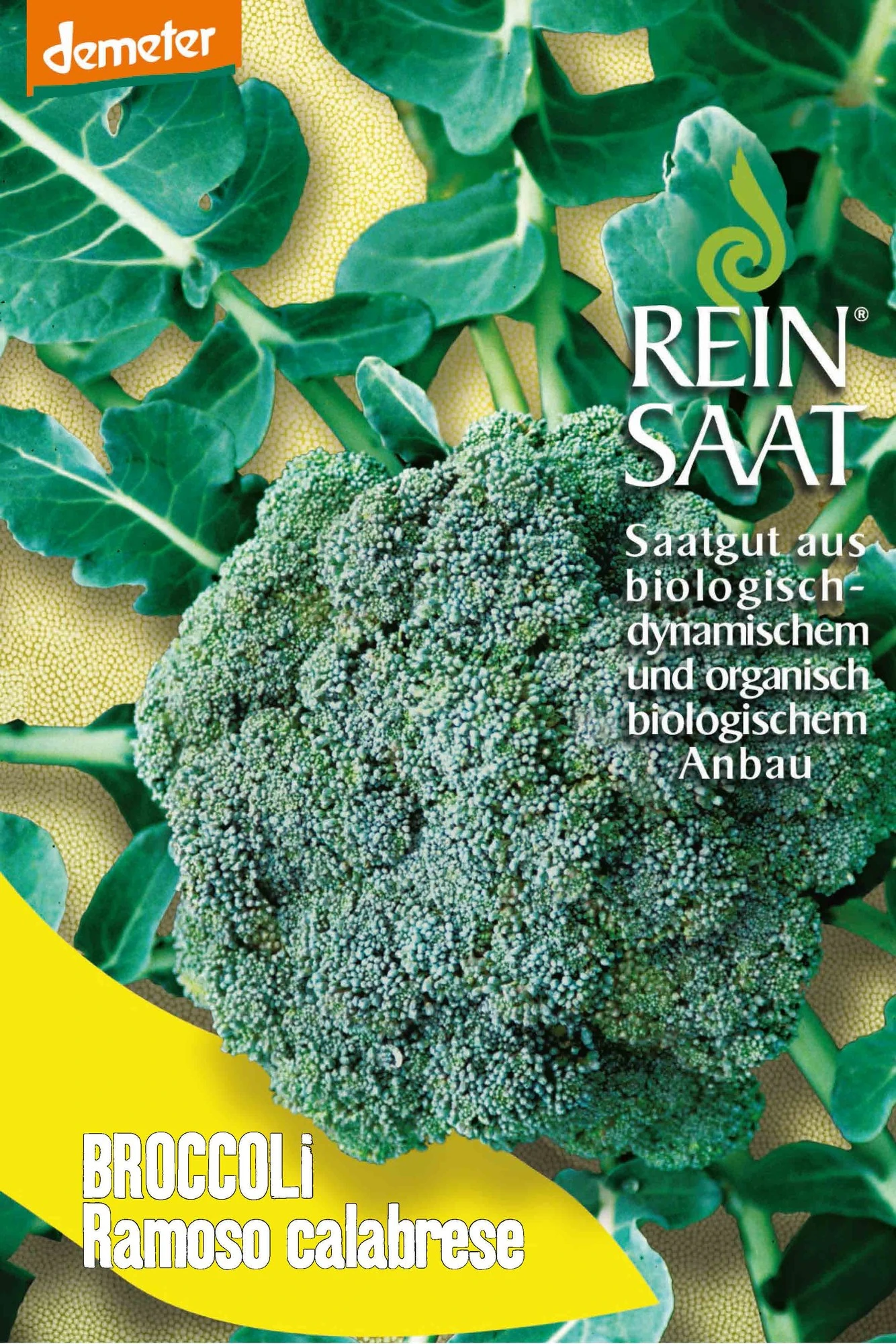 Broccoli Ramoso Calabrese | BIO Brokkolisamen Von Reinsaat 3 Broccoli Ramoso Calabrese | BIO Brokkolisamen Von Reinsaat