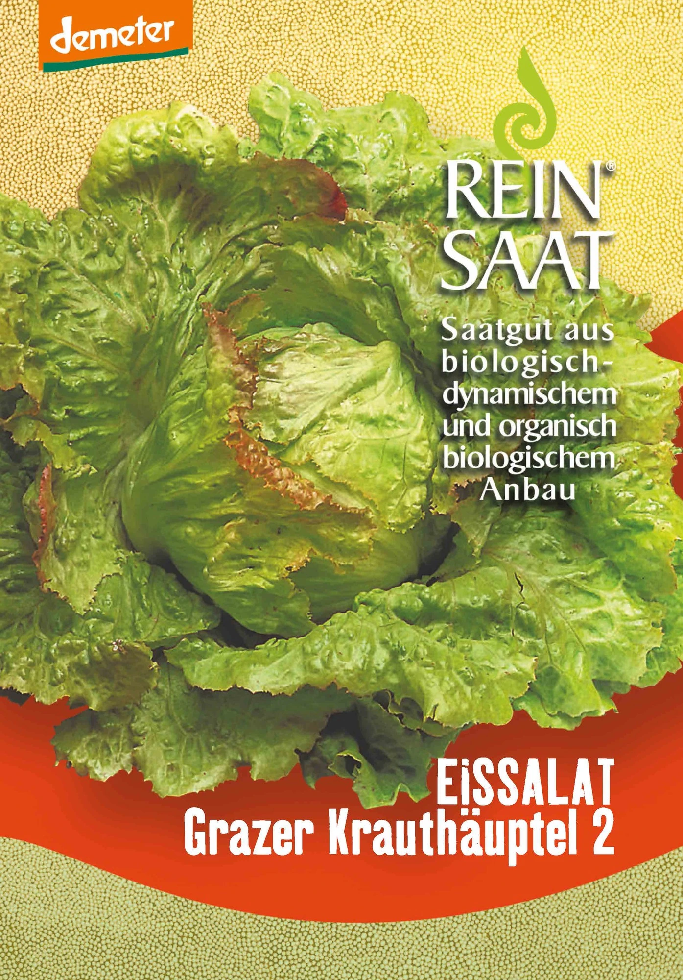Eissalat Grazer Krauthäuptel 2 | BIO Eissalatsamen Von Reinsaat 3 Eissalat Grazer Krauthäuptel 2 | BIO Eissalatsamen Von Reinsaat