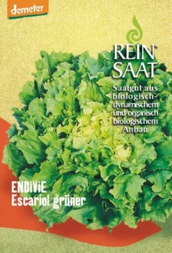 Endivie Escariol Grüner | BIO Endiviensalatsamen Von Reinsaat