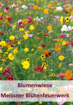 Meissner Blütenfeuerwerk (100 G) | Bienenwiese Von Küpper