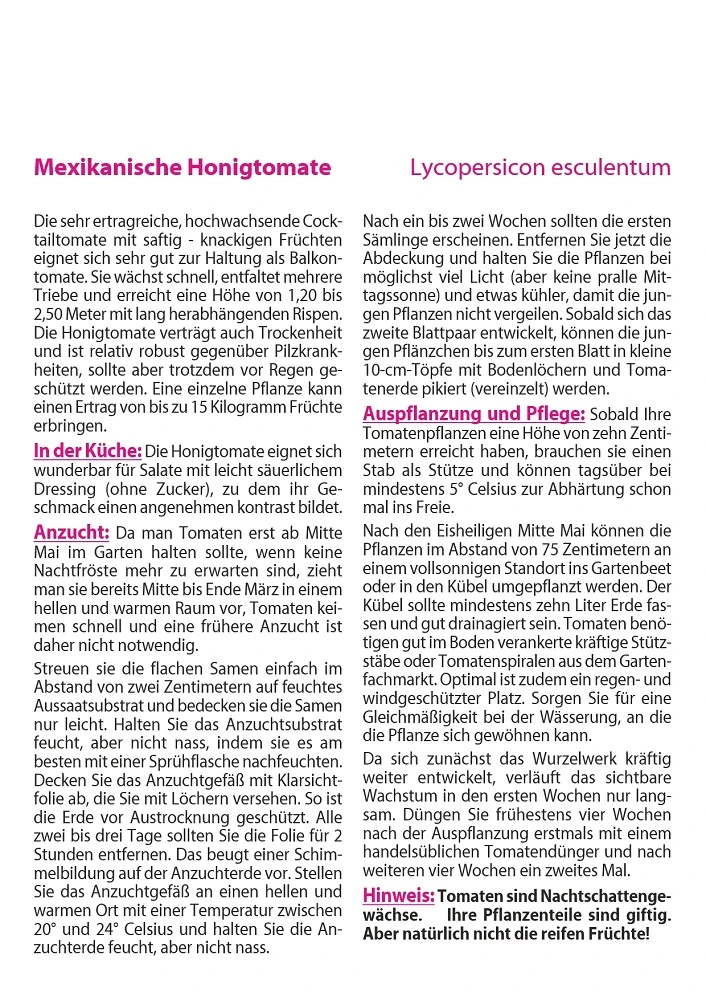 Mexikanische Honigtomate | Honigtomatensamen Von Saflax 4 Mexikanische Honigtomate | Honigtomatensamen Von Saflax – Bild 2