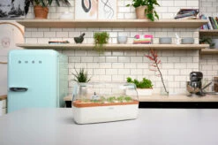 BoQube Gewächshaus &amp; Pflanzkasten L Creme-kupfer | Zimmergewächshäuser Von Romberg -Geschäft Für Pflanzensamenbedarf 539701 BoQube Gewaechshaus Farbe creme kupferg 7