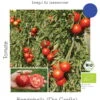 Freilandtomate Rondobella | BIO Freilandtomatensamen Von Culinaris 1 Freilandtomate Rondobella | BIO Freilandtomatensamen Von Culinaris -Geschäft Für Pflanzensamenbedarf 540235 BIO Freilandtomate Rondobella 088 cs 0