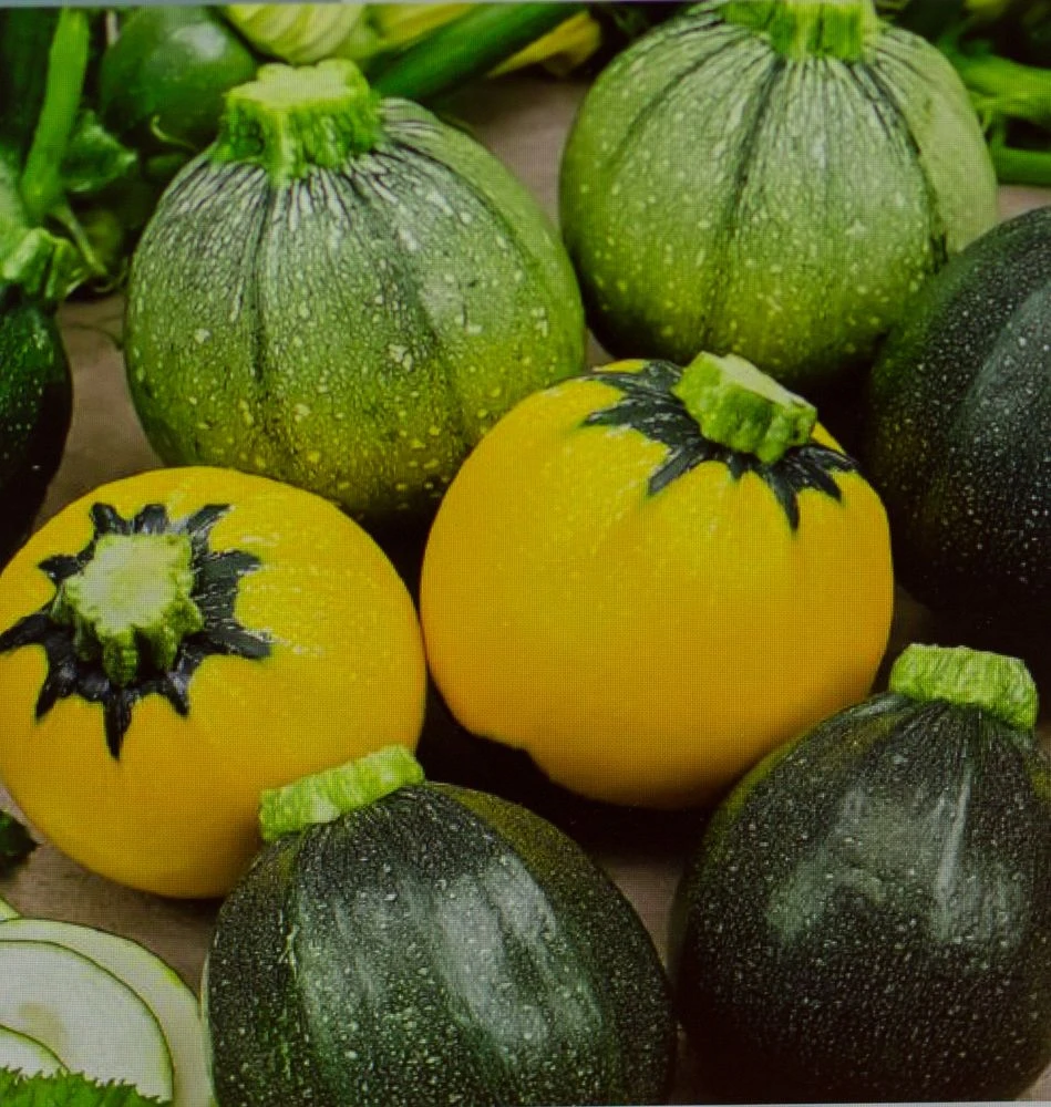 Zucchini Runde Mischung F1 | Zucchinisamen Von Jansen Zaden 4 Zucchini Runde Mischung F1 | Zucchinisamen Von Jansen Zaden – Bild 2