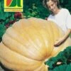 Riesenkürbis Atlantic Giant | Riesenkürbissamen Von Austrosaat 2 Riesenkürbis Atlantic Giant | Riesenkürbissamen Von Austrosaat -Geschäft Für Pflanzensamenbedarf 543067 Riesenkuerbis Atlantic Giant