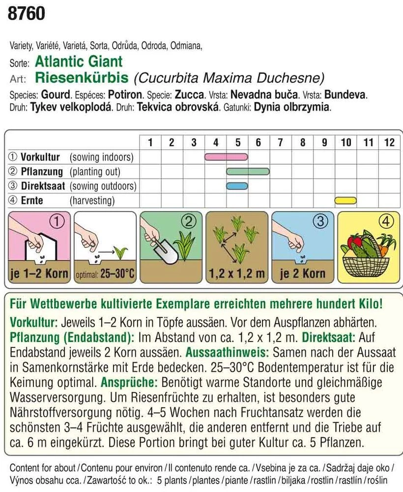 Riesenkürbis Atlantic Giant | Riesenkürbissamen Von Austrosaat 4 Riesenkürbis Atlantic Giant | Riesenkürbissamen Von Austrosaat – Bild 2