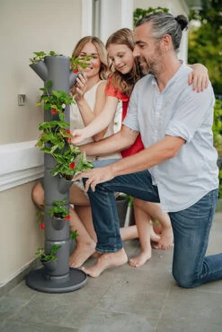 Sissi Strawberry Erdbeerturm Classic Anthrazit (6 Etagen) | Erdbeertürme Von Gusta Garden 11 Sissi Strawberry Erdbeerturm Classic Anthrazit (6 Etagen) | Erdbeertürme Von Gusta Garden -Geschäft Für Pflanzensamenbedarf 543340 Sissy Strawberry classic anthrazit 6 Etagen 4