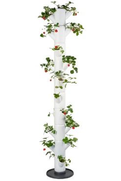 Sissi Strawberry Erdbeerturm Infinity Weiß (10 Etagen) | Erdbeertürme Von Gusta Garden 11 Sissi Strawberry Erdbeerturm Infinity Weiß (10 Etagen) | Erdbeertürme Von Gusta Garden -Geschäft Für Pflanzensamenbedarf 543343 Sissy Strawberry infinity weiss 10 Etagen