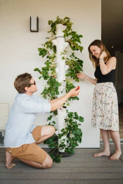 Sissi Strawberry Erdbeerturm Infinity Weiß (10 Etagen) | Erdbeertürme Von Gusta Garden 9 Sissi Strawberry Erdbeerturm Infinity Weiß (10 Etagen) | Erdbeertürme Von Gusta Garden -Geschäft Für Pflanzensamenbedarf 543343 Sissy Strawberry infinity weiss 10 Etagen 3