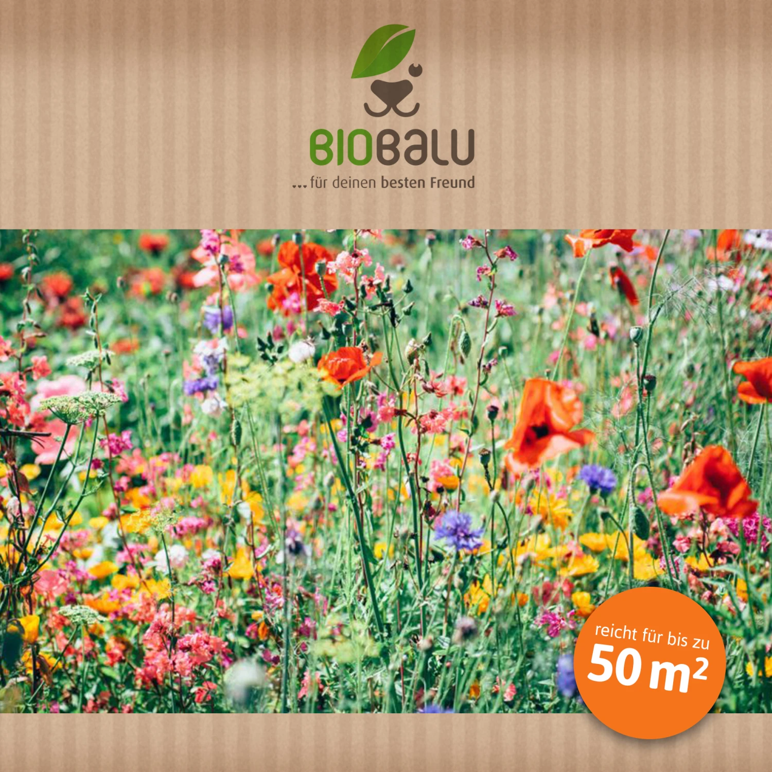 Bienenweide Region Nord-Ost (mehrjährig, 50 G) | Bienenwiese Von Biobalu 6 Bienenweide Region Nord-Ost (mehrjährig, 50 G) | Bienenwiese Von Biobalu – Bild 4