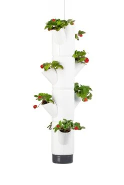 Sissi Strawberry Erdbeerturm Hanging Weiß (4 Etagen) | Erdbeertürme Von Gusta Garden 9 Sissi Strawberry Erdbeerturm Hanging Weiß (4 Etagen) | Erdbeertürme Von Gusta Garden -Geschäft Für Pflanzensamenbedarf 543597 Sissi Strawberry Hanging weiss 4 Etagen