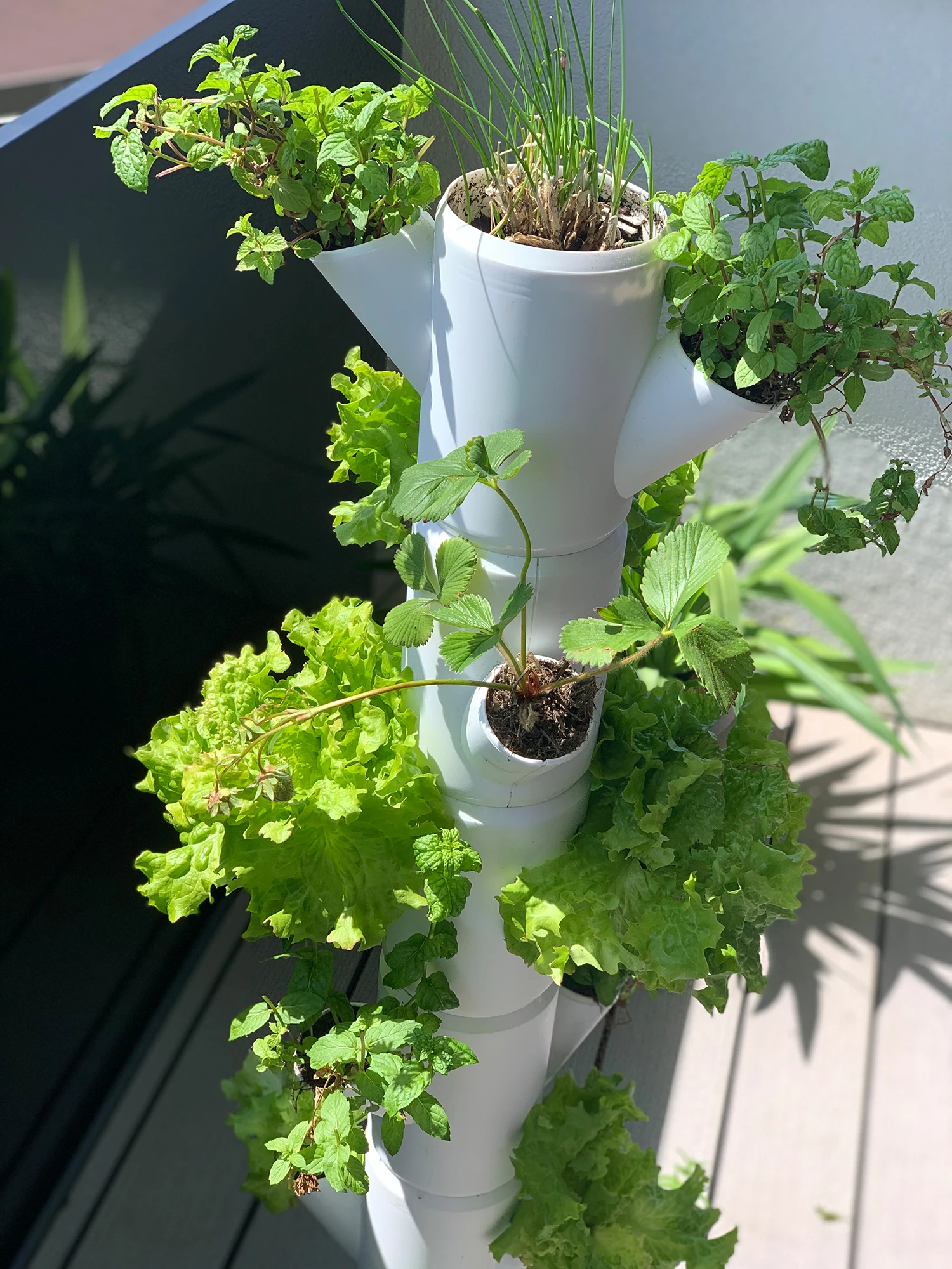 Sissi Strawberry Erdbeerturm Hanging Anthrazit (4 Etagen) | Erdbeertürme Von Gusta Garden 3 Sissi Strawberry Erdbeerturm Hanging Anthrazit (4 Etagen) | Erdbeertürme Von Gusta Garden