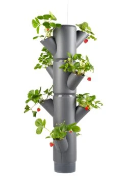 Sissi Strawberry Erdbeerturm Hanging Anthrazit (4 Etagen) | Erdbeertürme Von Gusta Garden 11 Sissi Strawberry Erdbeerturm Hanging Anthrazit (4 Etagen) | Erdbeertürme Von Gusta Garden -Geschäft Für Pflanzensamenbedarf 543598 Sissi Strawberry Hanging anthrazit 4 Etagen