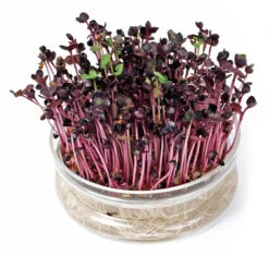 Keimschale | Anzuchtschalen Von FLORTUS -Geschäft Für Pflanzensamenbedarf 547670 FLORTUS Keimschale 2000 0406 1