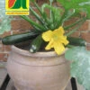Topf-Zucchini Patio Star F1 | Zucchinisamen Von Austrosaat -Geschäft Für Pflanzensamenbedarf 547804 Topf Zucchini Patio Star F1
