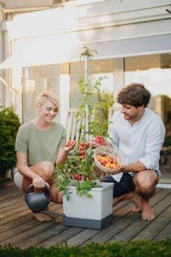 Tom Tomato Tomatentopf Hellgrau | Tomatentöpfe Von Gusta Garden -Geschäft Für Pflanzensamenbedarf 547957 Tom Tomato Hellgrau 6