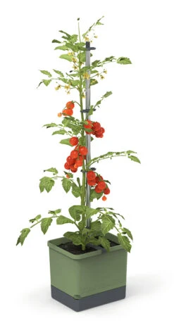 Tom Tomato Tomatentopf Dunkelgrün | Tomatentöpfe Von Gusta Garden 13 Tom Tomato Tomatentopf Dunkelgrün | Tomatentöpfe Von Gusta Garden -Geschäft Für Pflanzensamenbedarf 547958 Tom Tomato Dunkelgruen