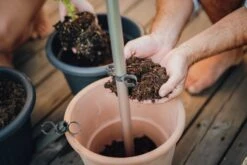 Tomato Buddy Tomatenrankhilfe | Rankhilfen Von Gusta Garden -Geschäft Für Pflanzensamenbedarf 547960 Tomato Buddy 5