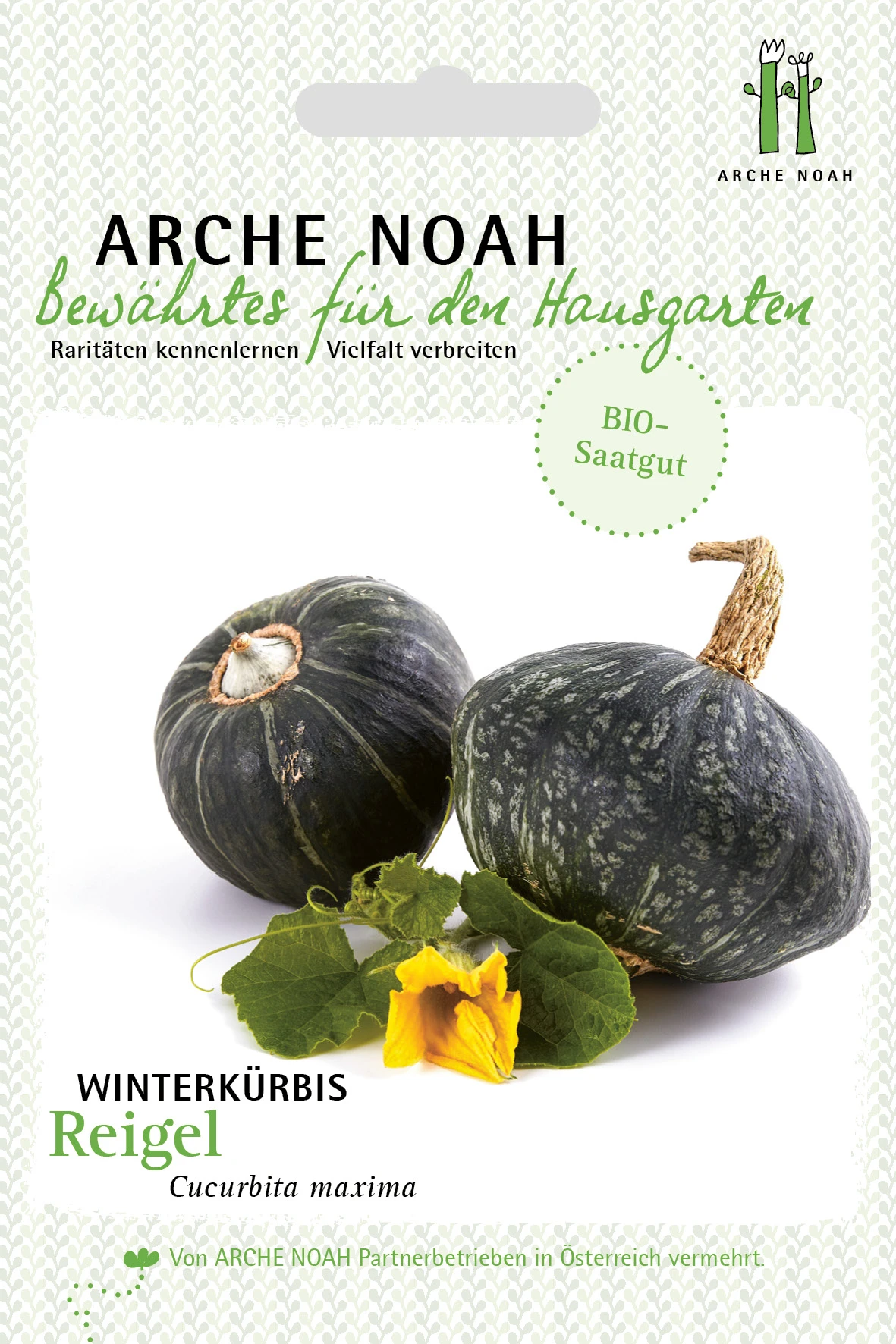 Winterkürbis Reigel | BIO Kürbissamen Von Arche Noah 3 Winterkürbis Reigel | BIO Kürbissamen Von Arche Noah