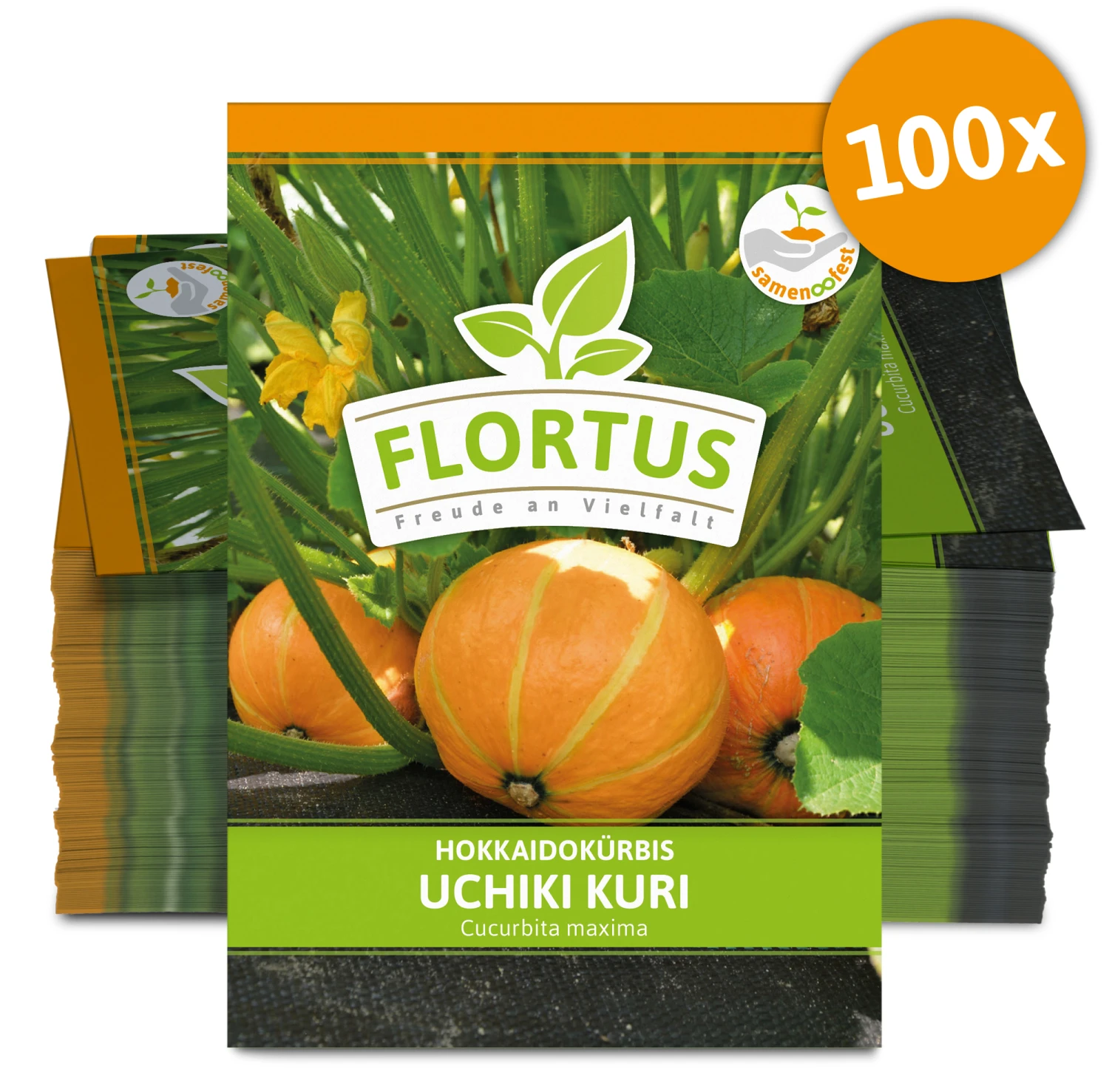 Hokkaidokürbis Uchiki Kuri (100 Stück) | Hokkaidokürbissamen Von FLORTUS 5 Hokkaidokürbis Uchiki Kuri (100 Stück) | Hokkaidokürbissamen Von FLORTUS – Bild 3