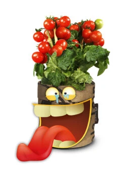 Greensquad Snack-Tomaten | Anzuchtsets Von Baza 10 Greensquad Snack-Tomaten | Anzuchtsets Von Baza -Geschäft Für Pflanzensamenbedarf 550259 Greensquad Snack Tomaten 18027709 bz 2