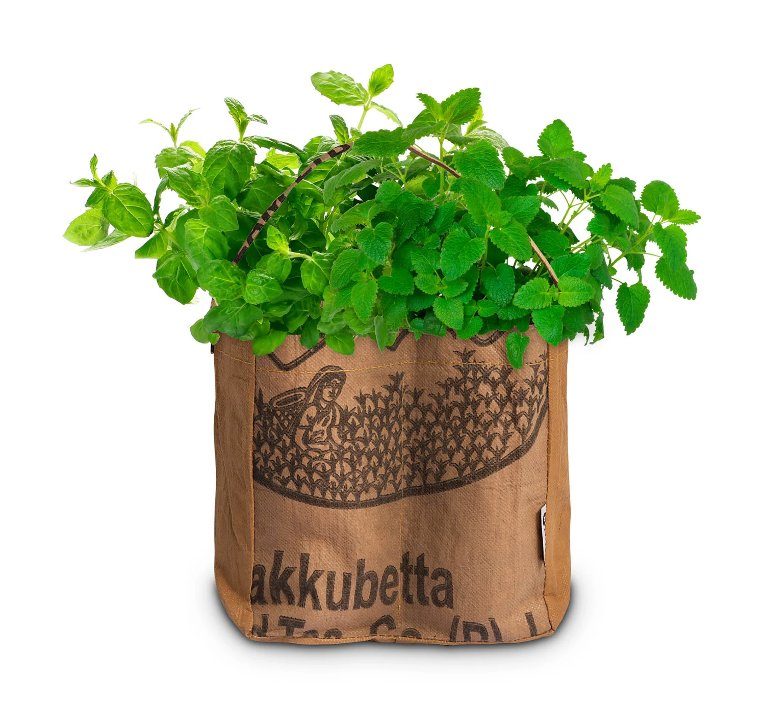 Duo-Garten Mojito | Anzuchtsets Von Baza 3 Duo-Garten Mojito | Anzuchtsets Von Baza