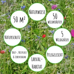 Bienenweide Mit Wildgräsern (Naturwiese) | Bienenwiese Von Biobalu 10 Bienenweide Mit Wildgräsern (Naturwiese) | Bienenwiese Von Biobalu -Geschäft Für Pflanzensamenbedarf 550629 Bienenweide mit Wildgraesern Naturwiese BB1016 3
