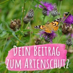 Bienenweide Mit Wildgräsern (Naturwiese) | Bienenwiese Von Biobalu 9 Bienenweide Mit Wildgräsern (Naturwiese) | Bienenwiese Von Biobalu -Geschäft Für Pflanzensamenbedarf 550629 Bienenweide mit Wildgraesern Naturwiese BB1016 4