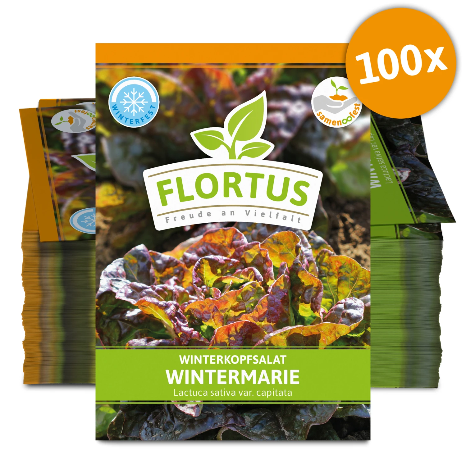 Winterkopfsalat Wintermarie (100 Tütchen) | Kopfsalatsamen Von FLORTUS 4 Winterkopfsalat Wintermarie (100 Tütchen) | Kopfsalatsamen Von FLORTUS – Bild 2