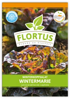 Winterkopfsalat Wintermarie (100 Tütchen) | Kopfsalatsamen Von FLORTUS 7 Winterkopfsalat Wintermarie (100 Tütchen) | Kopfsalatsamen Von FLORTUS -Geschäft Für Pflanzensamenbedarf 551876 Winterkopfsalat Wintermarie 100 Tuetchen 2000 0560 100x 1