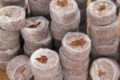 Kokos Quelltöpfe (1155 Stück) | BIO Kokos Quelltöpfe Von Jiffy 15 Kokos Quelltöpfe (1155 Stück) | BIO Kokos Quelltöpfe Von Jiffy -Geschäft Für Pflanzensamenbedarf 551968 BIO Kokos Quelltoepfe 1155 Stueck 63170030 jf 6