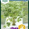 Petersilie Laura | Petersiliensamen Von Nelson Garden 2 Petersilie Laura | Petersiliensamen Von Nelson Garden -Geschäft Für Pflanzensamenbedarf 552132 Petersilie Laura 90949 ng 0