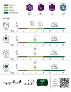 Basilikum Kleinblättrig Balkon Star | Basilikumsamen Von Nelson Garden