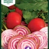 Rote Beete Chioggia | Rote Betesamen Von Nelson Garden -Geschäft Für Pflanzensamenbedarf 552210 Rote Beete Chioggia 91159 ng 0
