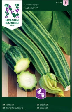 Zucchini Latino F1 | Zucchinisamen Von Nelson Garden
