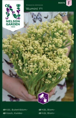 Blumenkohl | Blumenkohlsamen Von Nelson Garden -Geschäft Für Pflanzensamenbedarf 552232 Blumenkohl 90472 ng 0