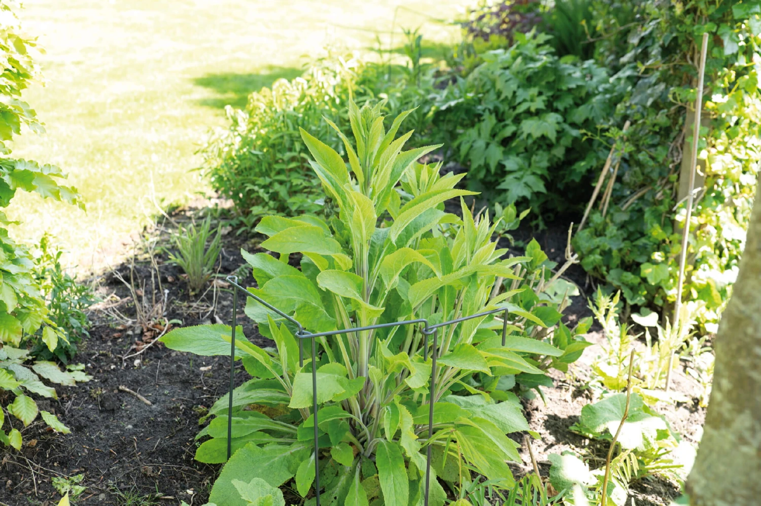 Pflanzenstütze (30 X 76 Cm) | Blumenpflege Von Sogo 3 Pflanzenstütze (30 X 76 Cm) | Blumenpflege Von Sogo