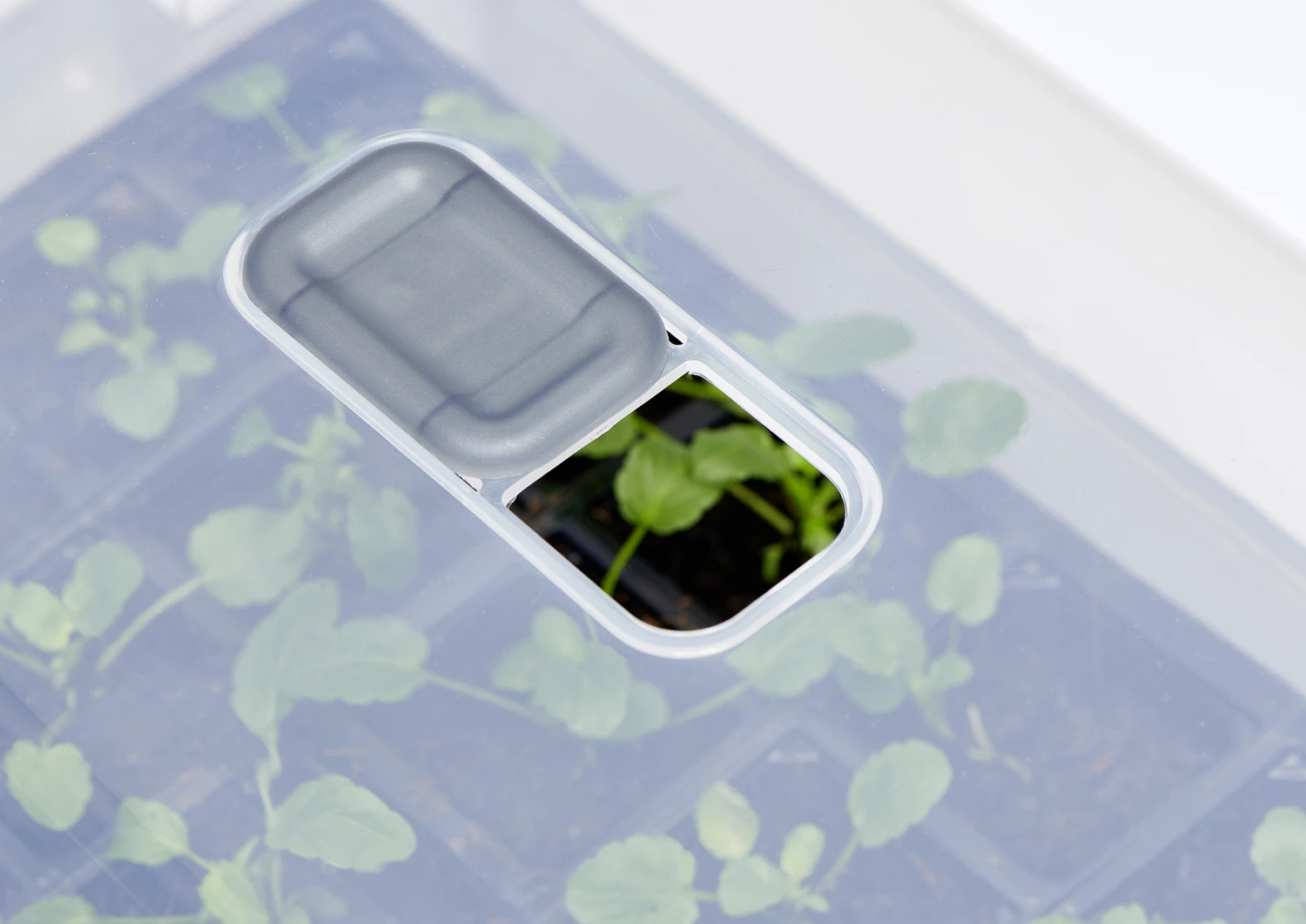 Anzucht-Gewächshaus Easy Water Haube | Anzuchthauben Von Clever Pots 9 Anzucht-Gewächshaus Easy Water Haube | Anzuchthauben Von Clever Pots – Bild 7