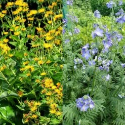 Stauden Bienenweide | BIO Bienenwiese Von Biobalu -Geschäft Für Pflanzensamenbedarf 554548 BIO Stauden Bienenweide BB1023 2