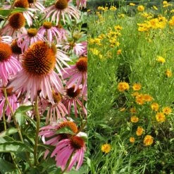 Stauden Bienenweide | BIO Bienenwiese Von Biobalu -Geschäft Für Pflanzensamenbedarf 554548 BIO Stauden Bienenweide BB1023 3