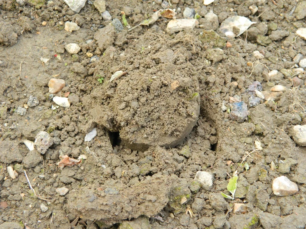 88 X 30,5 X 7,5 Cm Langstieliger Blumenzwiebel Pflanzer | Gartenzubehör Von Garland 9 88 X 30,5 X 7,5 Cm Langstieliger Blumenzwiebel Pflanzer | Gartenzubehör Von Garland – Bild 7