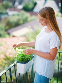 HARRY HERBS Kräutertopf Weiß | Kräutertöpfe Von Gusta Garden -Geschäft Für Pflanzensamenbedarf 560336 HARRY HERBS weiss 102B10 gg 1