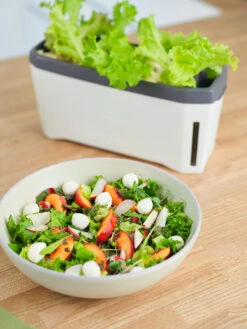 HARRY HERBS Kräutertopf Weiß | Kräutertöpfe Von Gusta Garden -Geschäft Für Pflanzensamenbedarf 560336 HARRY HERBS weiss 102B10 gg 4