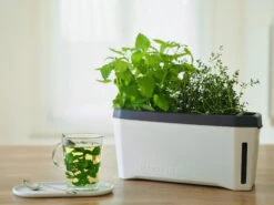 HARRY HERBS Kräutertopf Weiß | Kräutertöpfe Von Gusta Garden -Geschäft Für Pflanzensamenbedarf 560336 HARRY HERBS weiss 102B10 gg 6